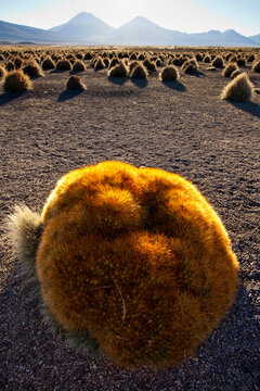 A large ball cactus survives on the cold, wind-blown Altiplano in Sajama National Park on the western edge of Bolivia next to Chile.