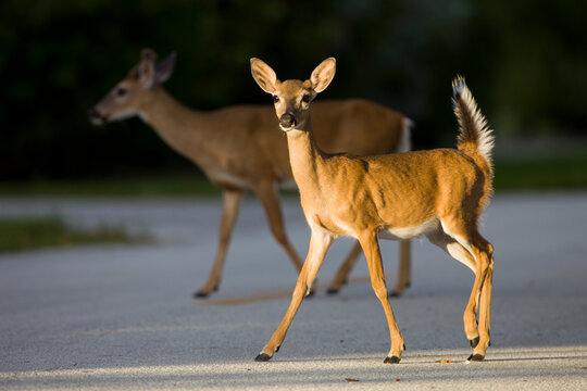 A Key Deer (Odocoileus virginianus clavium) crosses a residential road in Big Pine Key, Florida.