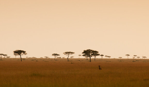 A lone topi antelope stands guard in the Masai Mara, Kenya.