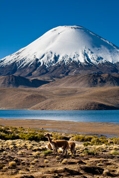 Two vicunas (vicugna vicugna) look towards the camera as they graze on the puna next to Lake Chungara and Parinacota Volcano.