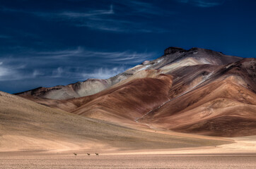 The Vicugna is an endangered species of the Lama family, shot here from afar in the wide open and other worldly and volcanic Eduardo Avaroa Andean Fauna National Reserve in south west Bolivia.