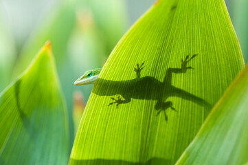 The Carolina anole (Anolis carolinensis) is an arboreal lizard found primarily in the southeastern United States and some Caribbean islands.