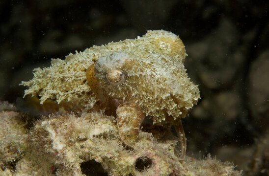 A pygmy cuttlefish.