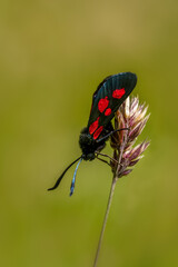 five-Spot Burnet (Zygaena trifolii)
