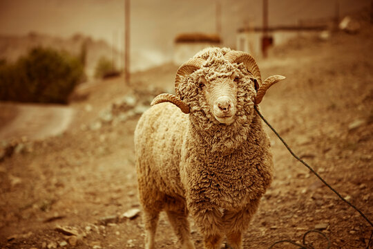 A ram tied to a post outside a home near the village of Alchi in Ladakh, India