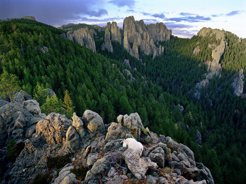 Mountain Goat, The Needles Black Hills South Dakota, USA