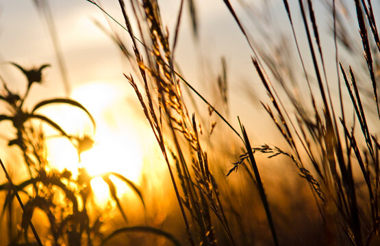 Sun shining through the prairie grass at Voas Nature Area near Minburn, Iowa