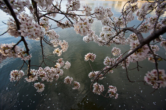 Cherry blossoms in full bloom decorate the trees around the tidal basin in Washington DC; Washington, DC