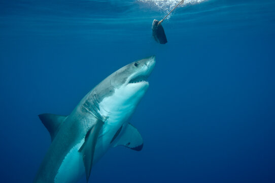 A great white shark in the waters of Isla Guadalupe, Mexico