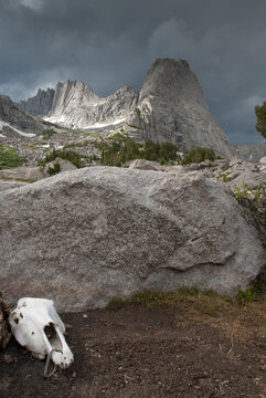 Animal skull with a carabiner clipped through its nose in the Cirque of the Towers, Wind River Range, Popo Agie Wilderness, Wyoming USA.