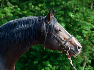 Portrait of beautiful breed sportive Hanoverian stallion