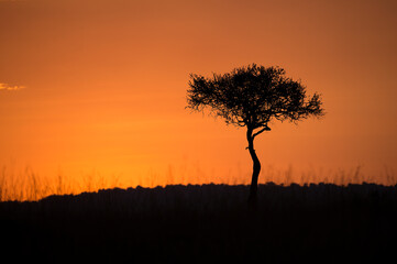 A sunset in Masai Mara Kenya with an acacia tree in the foreground.