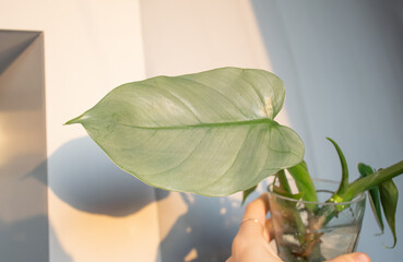 Philodendron silver queen cutting water propagation. © Victoria
