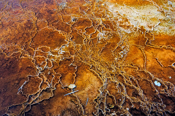Colored bacteria grows in the geyser basin waters of Yellowstone National Park Wyoming.