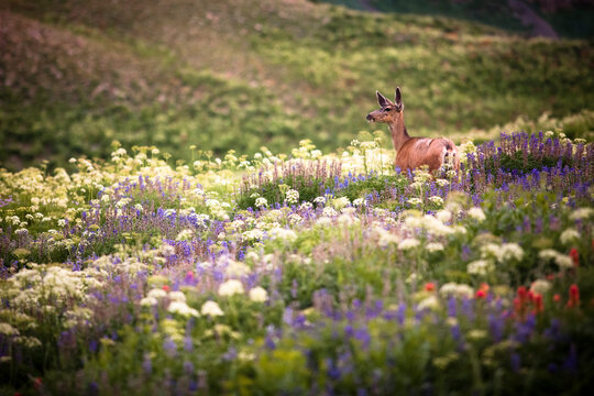 Deer and wildflowers in the Wasatch Range of the Rocky Mountains in Utah.