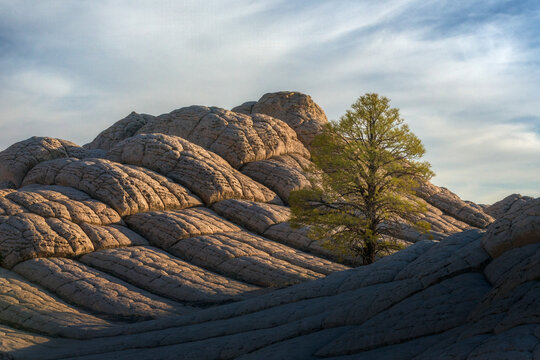 The late afternoon sun illuminates the checkered patterns and lone tree in the Vermillion Cliffs Wilderness.