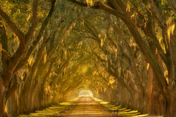 Beautiful late afternoon light illuminates this oak lined alley along the Mississippi River outside New Orleans, Louisiana.