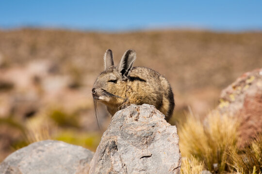 A Viscacha (LAGIDIUM VISCACCIA) rests on a rock while taking in some Andean sunshine in the high puna and altiplano of the Andes region.
