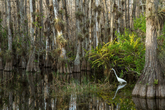 A Great White Egret (Ardea alba) wades in a swampy area among cypress trees in Big Cypress National Preserve, near Everglades National Park.