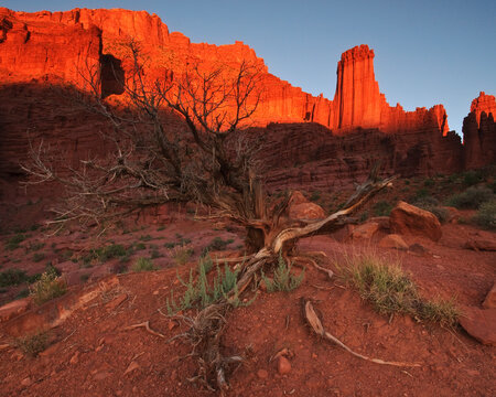 Twisted tree at Fishers Towers near Moab, Utah.