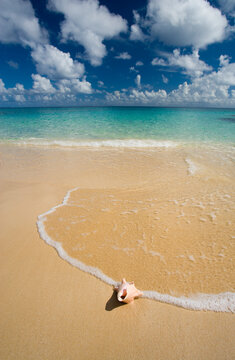 Conch Shell, Meads Bay, Island of Anguilla
