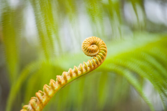 Unfurling frond of an endemic amau fern (Sadleria cyatheoides or pallida) along the Pihea Trail, Kokee State Park, Kauai, Hawaii.