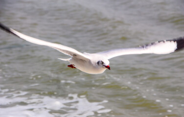 seagull in flying mood
