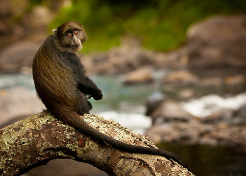 A Sykes monkey rests on a branch overlooking a stream in Tanzania.