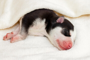 Close-up of a sleeping Siberian Husky puppy. Sleeping puppy on a white bedspread