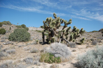 The beautiful scenery of the Mojave Desert, in Antelope Valley, California.