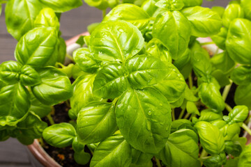fresh green basil leaves close up