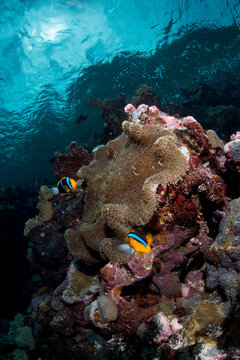 Clark's anemonefish on host anemone in the Solomon Islands.