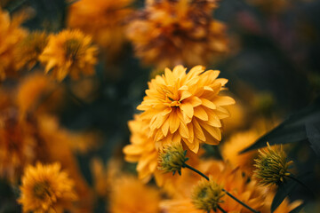 Yellow flowers with drops on petals with a blurred background. Rudbeckia dissected. Golden ball. Beautiful flowers in the garden