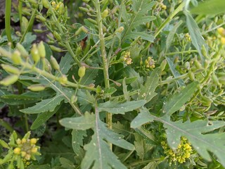 Brassica oleracea is a plant species that includes many common foods as cultivars, including cabbage