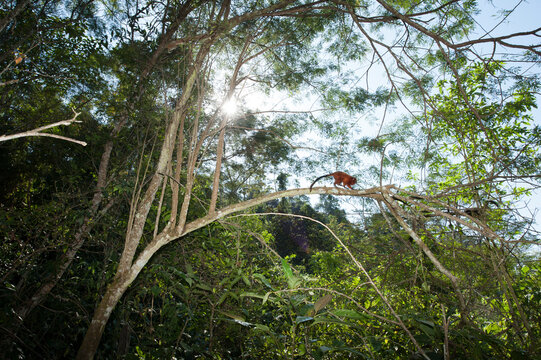 Brazil, Brasil. A wild golden lion tamarin, Leontopithecus rosalia. Porras das Antas Biological Reserve.