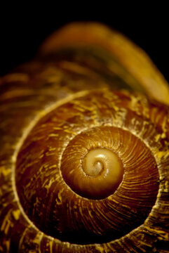 The shell of a Brown Garden Snail, Cantareus asperses in Ventura, California