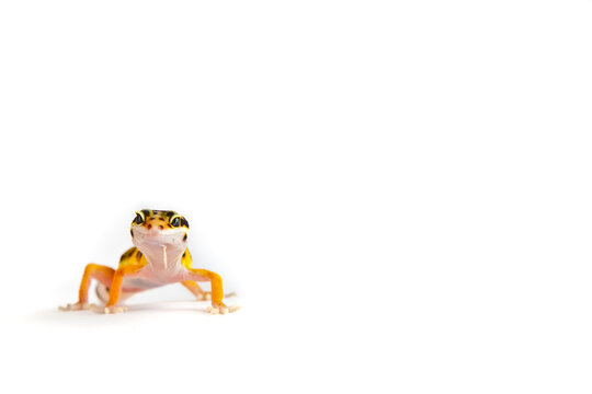 Juvenile high-yellow morph leopard gecko female on white backdrop