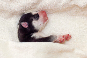 Close-up of a sleeping Siberian Husky puppy. Sleeping puppy on a white bedspread