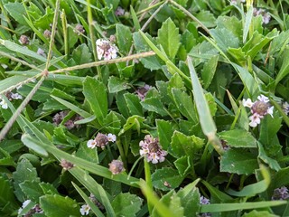 Daphne is a genus of deciduous and evergreen shrubs in the family Thymelaeaceae 