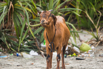 Naklejka premium a goat looking photography