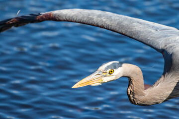 Close-up of Great Blue Heron in Flight