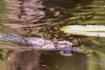 Muskrat Swims Through a Greenish Tinged Pond