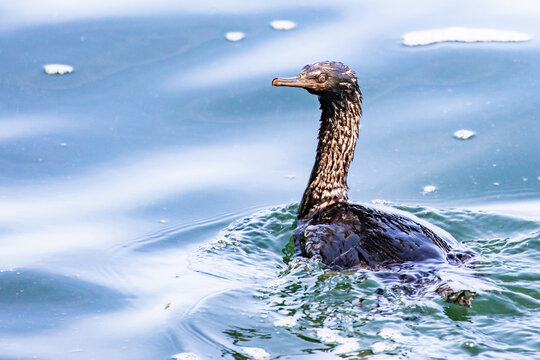 Brandt's Cormorant Only a Mother Could Love Swims Away from Photographer