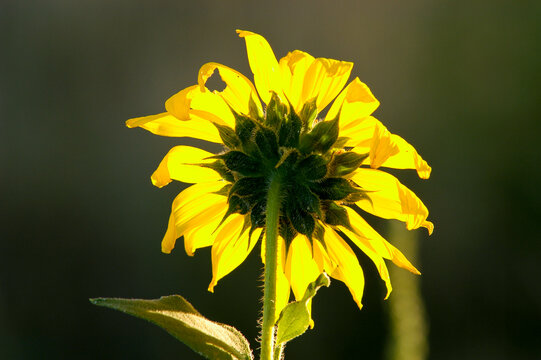 Sunflowers in a field near Boulder, Colorado