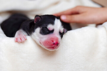 Sleeping newborn Siberian Husky puppy. Newborn sleeping puppy