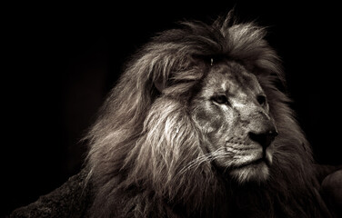 lion Portrait