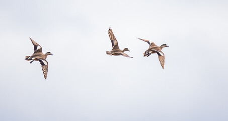 Trio fo American Wigeon Fly Through an Overcast Sky