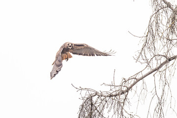 Red-Tailed Hawk Screams in Anger at Intruding Photographer