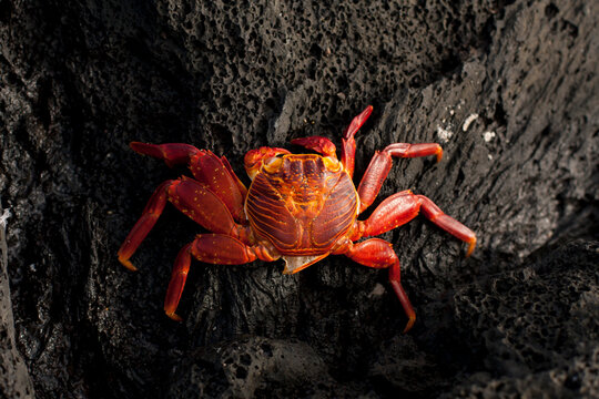 The Sally Lightfoot has a trick, it escapes from it's old shell and grows a new one.