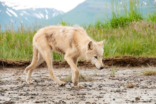 Katmai National Park and Preserve, Alaska: A white male timber wolf.